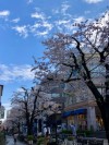 Sakura9